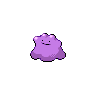 [Picture of Ditto]