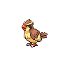 [Picture of Pidgey]