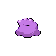 [Picture of Ditto]