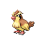 [Picture of Pidgey]