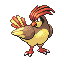 [Picture of Pidgeotto]