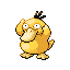 [Picture of Psyduck]